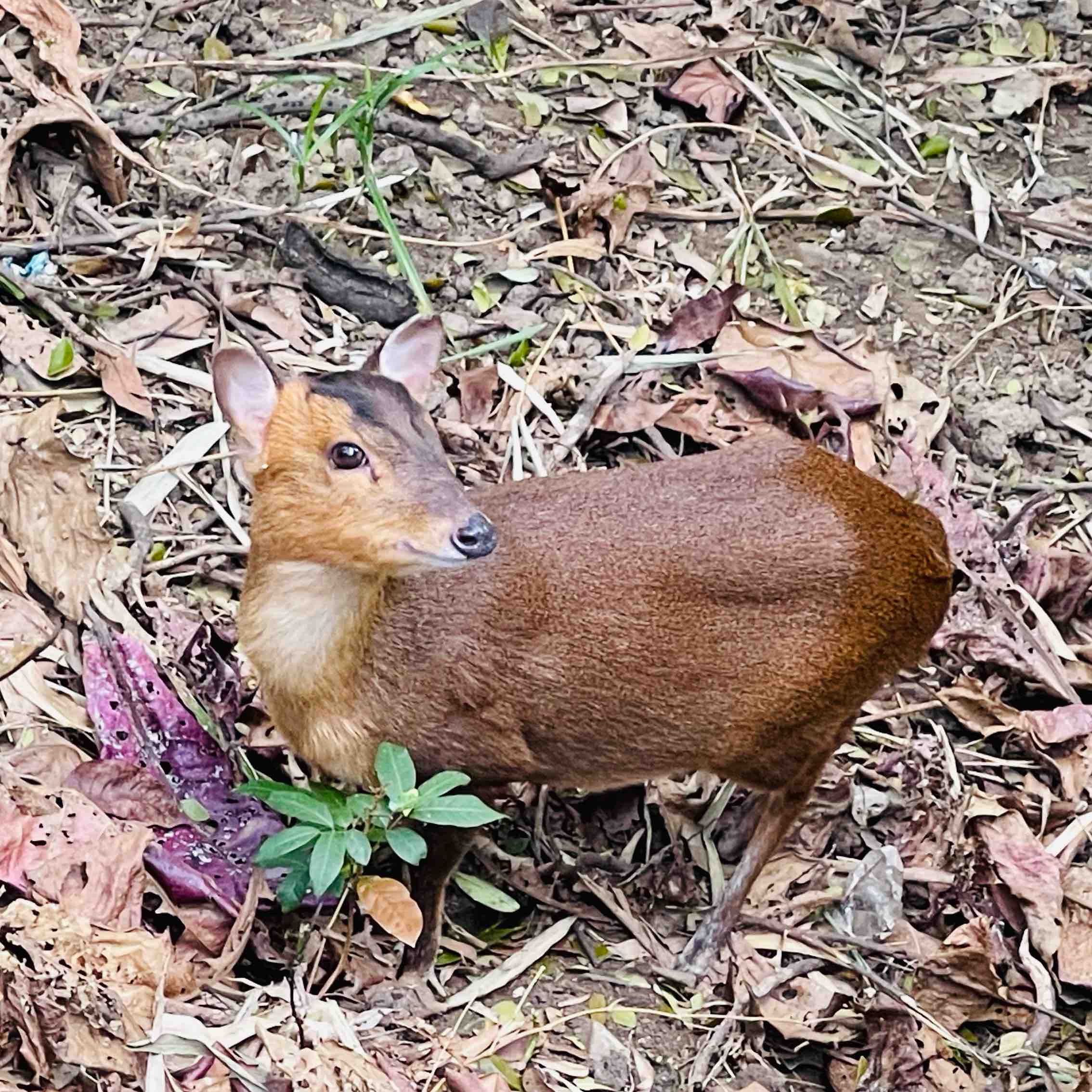 114年玉里醫院減脂班運動 logo
