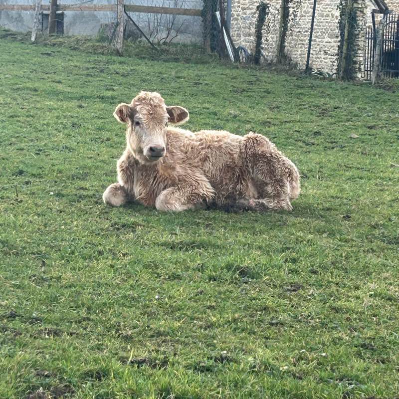 amis des bêtes logo