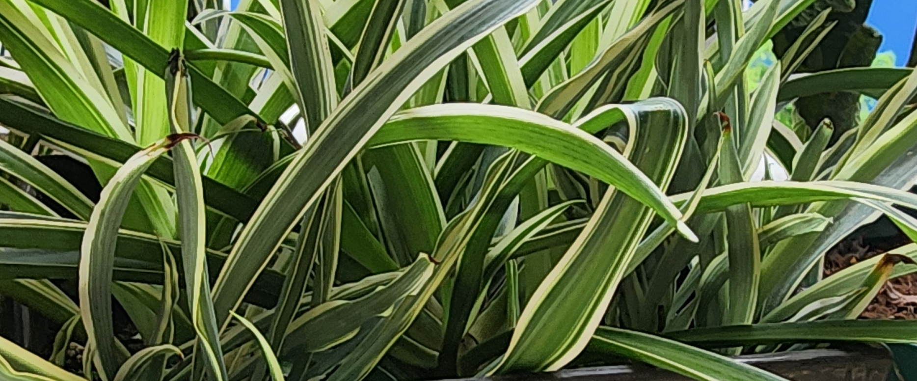 Thử thách March banner