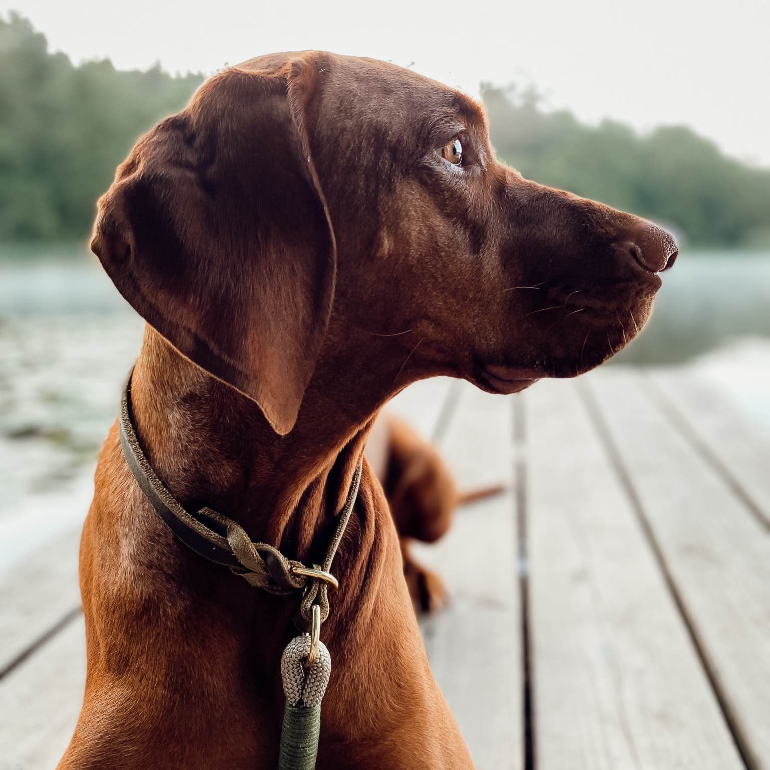 Hunderunde 🐕 logo