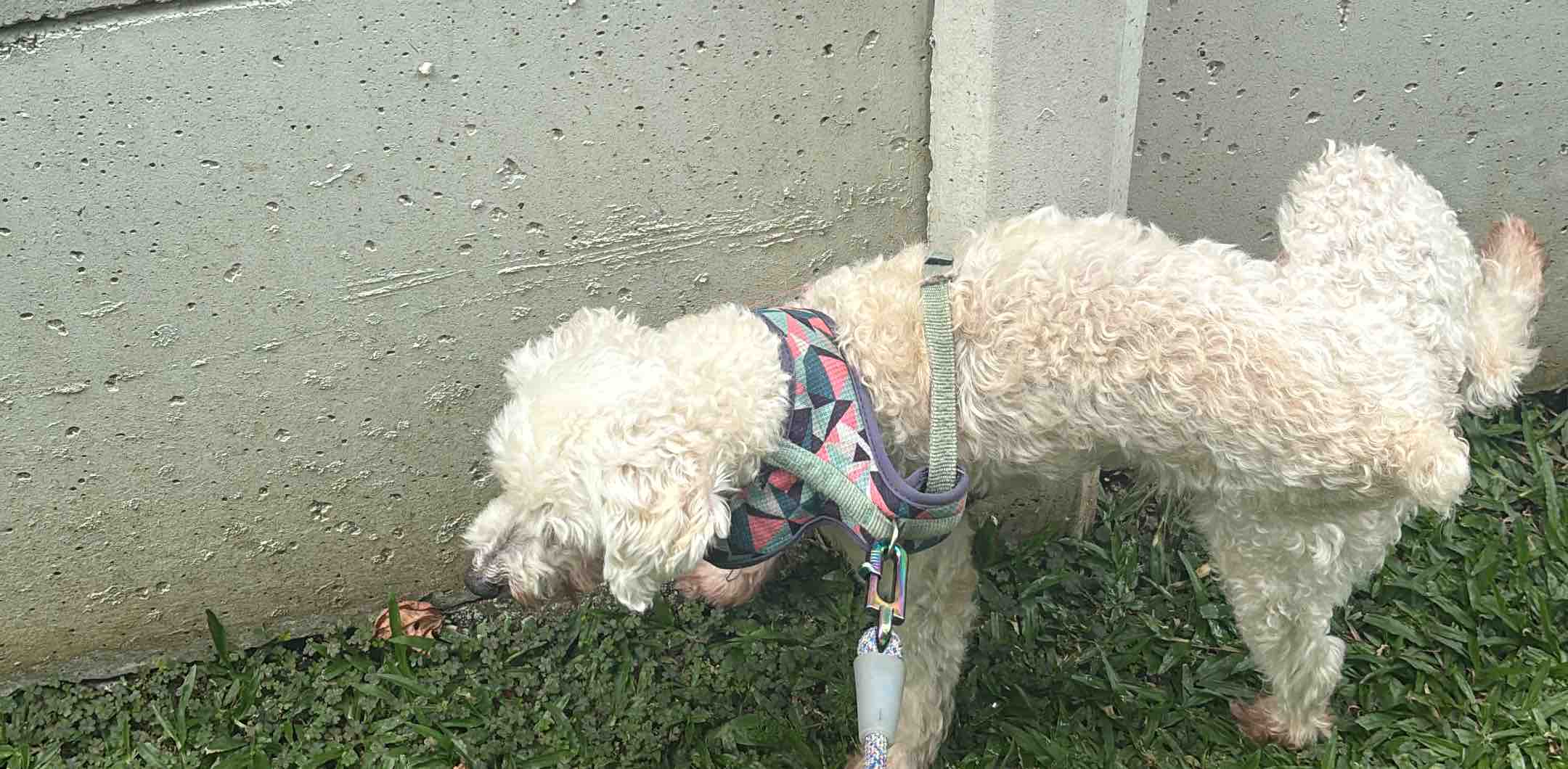 Amigas de Odi y Cece banner