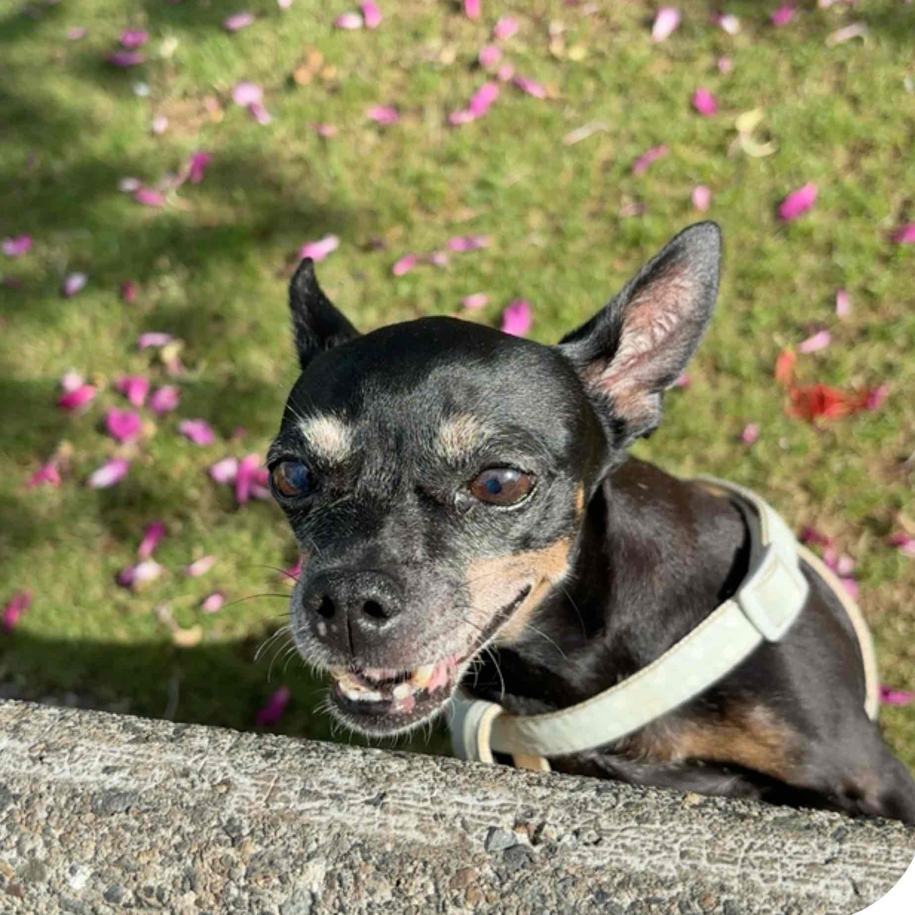 Amigas de Odi y Cece logo