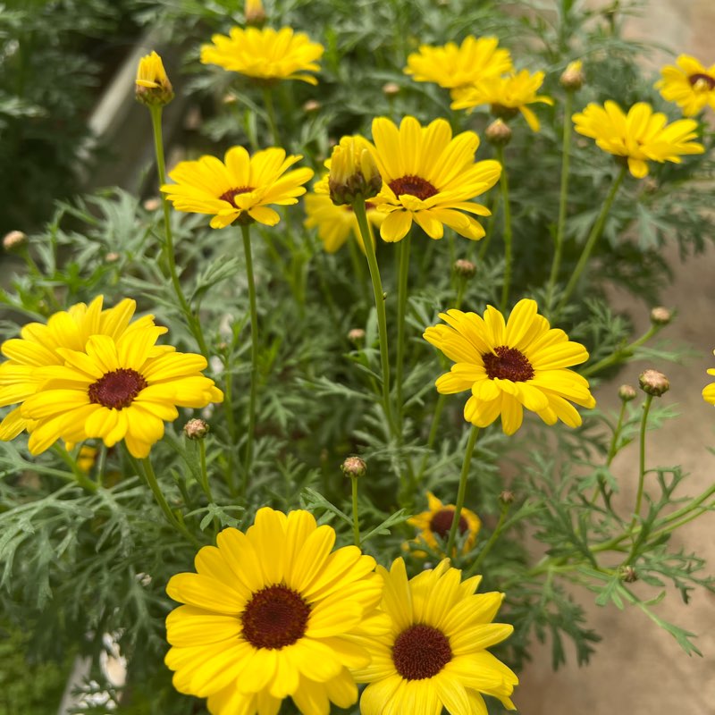 FAF BABES POWERWALK CLUB. logo