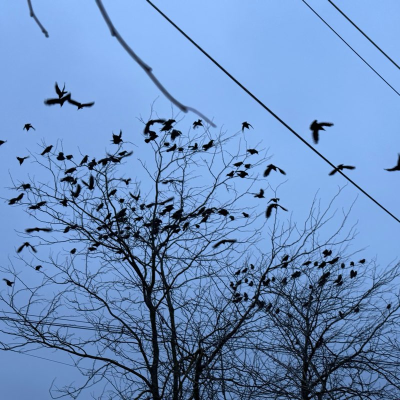 шварцнегеры logo