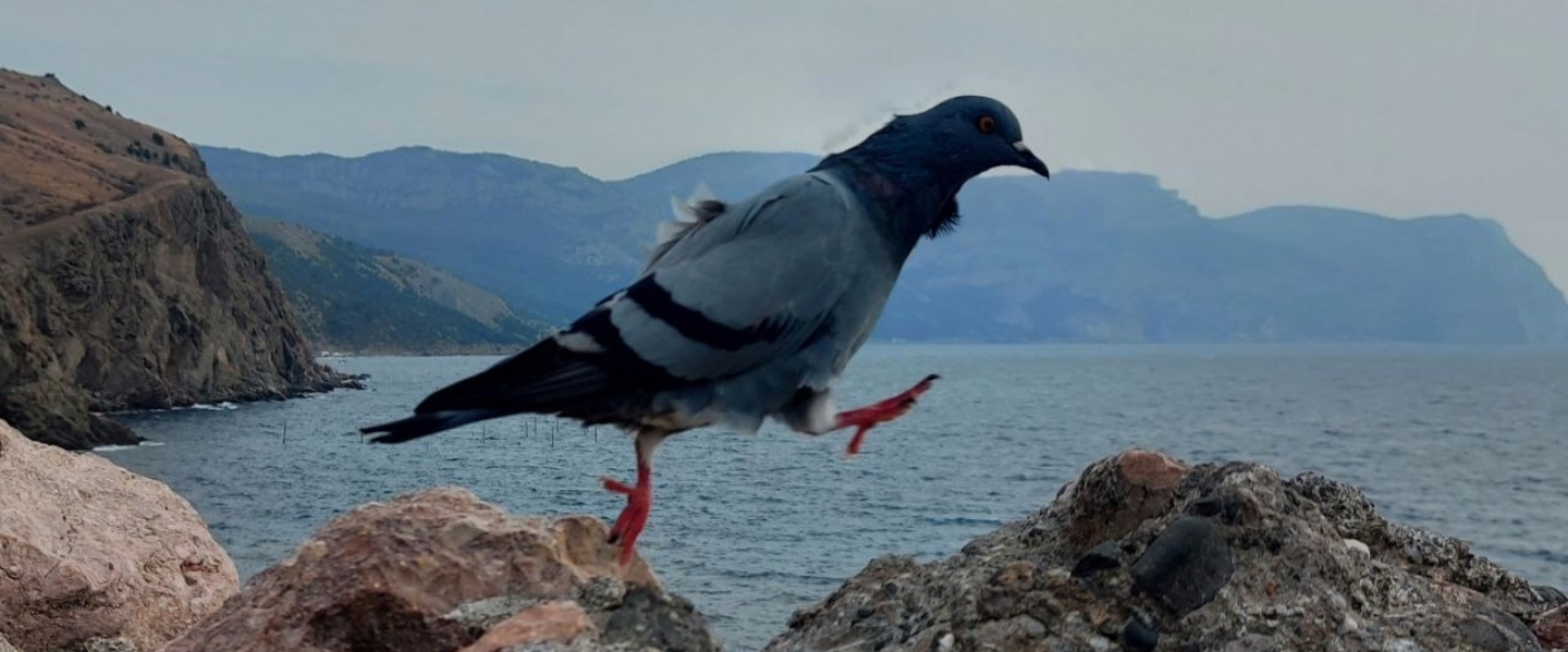 Ходаки 2000 banner