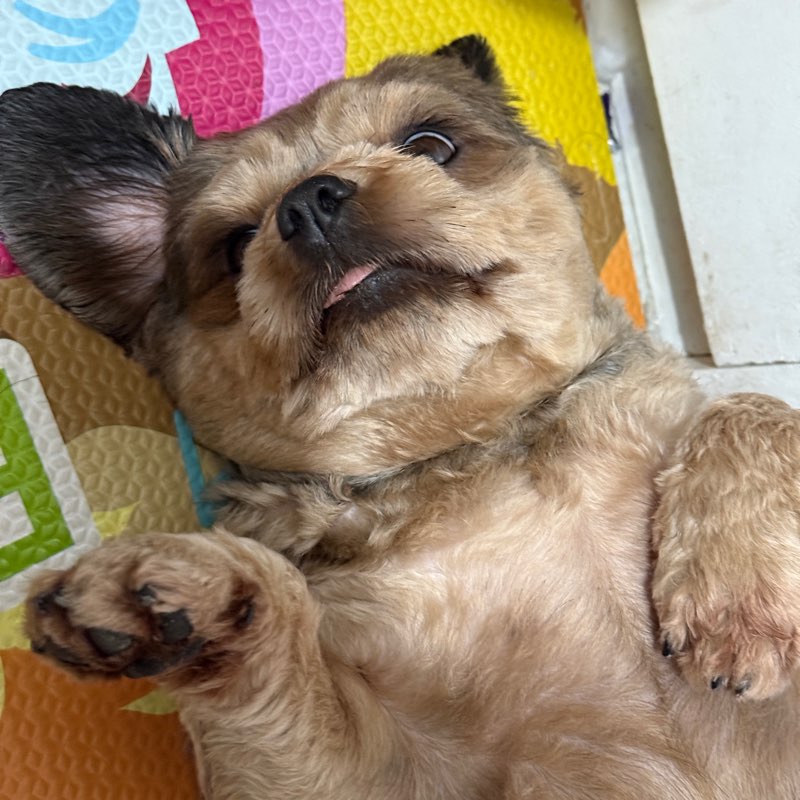 Oplan Bikini Body logo