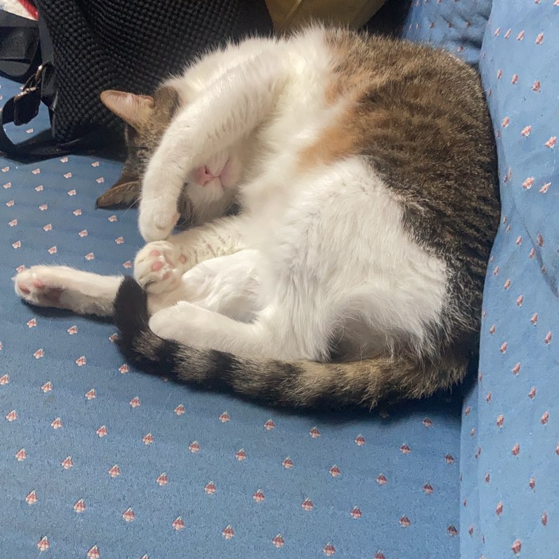 純粹愛運動💪 logo