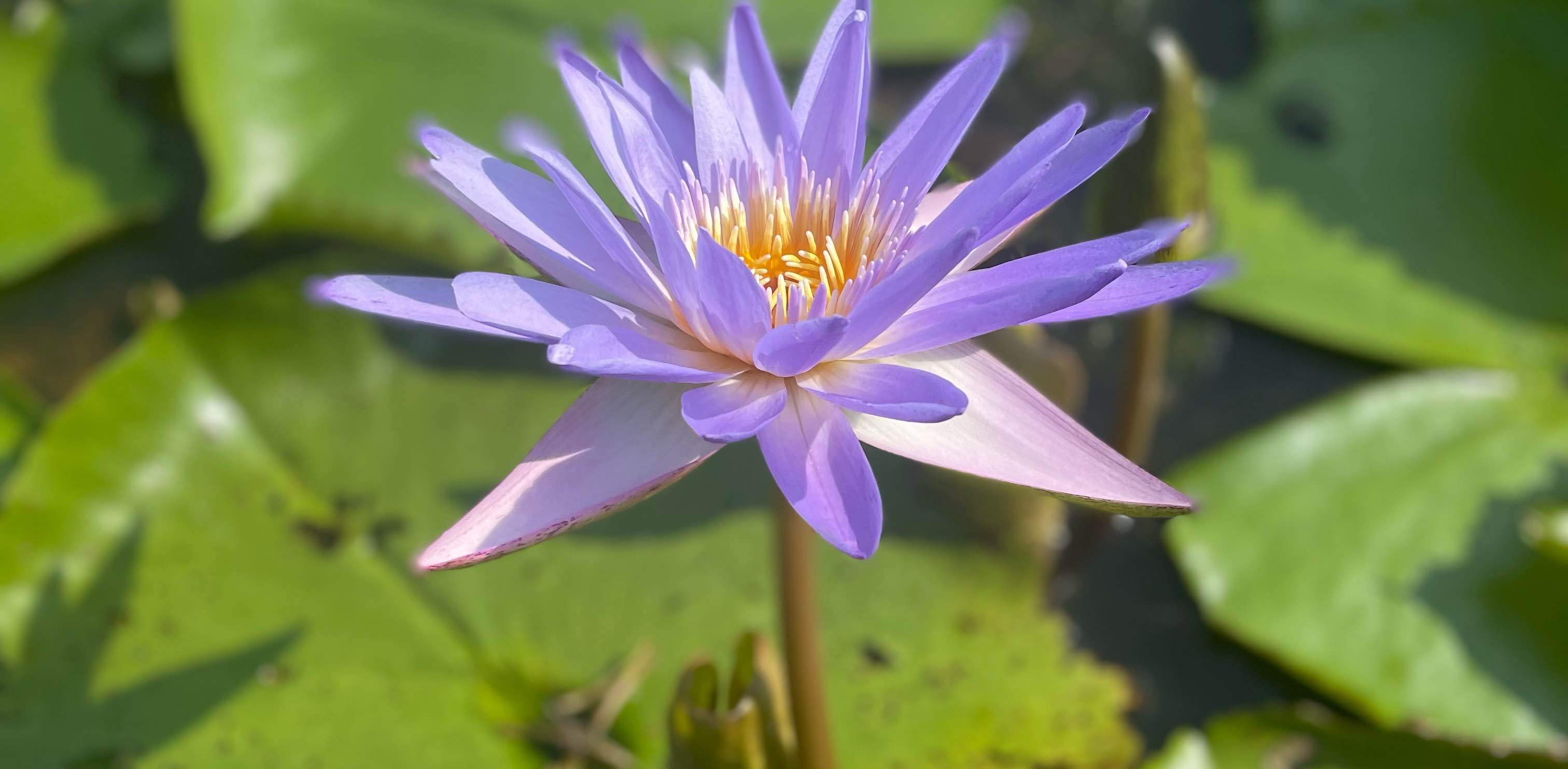 ハッピーライフ banner