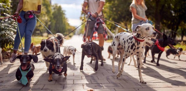Hundespaziergänge banner