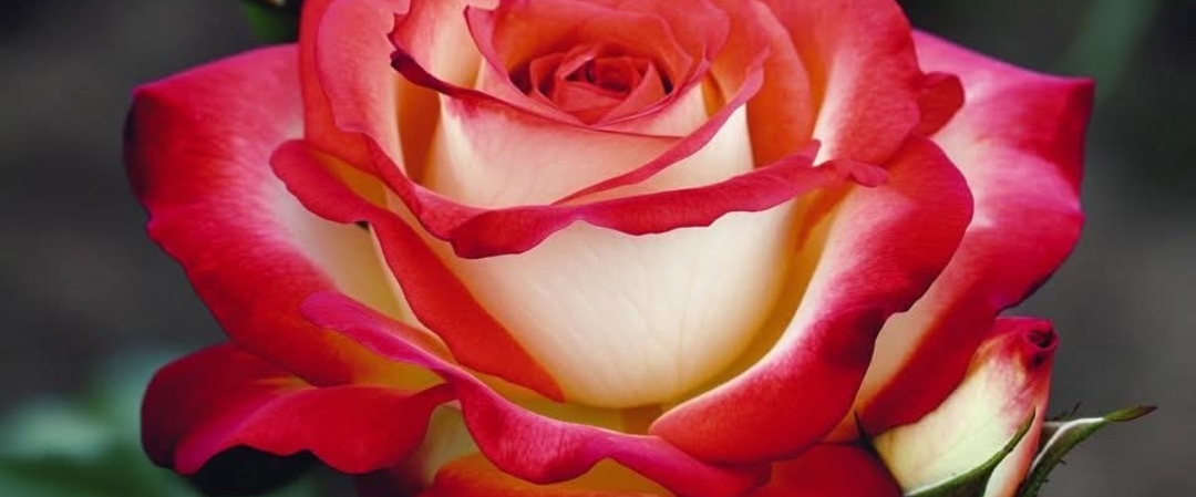 Ходьба это жизнь. Всё о ней banner