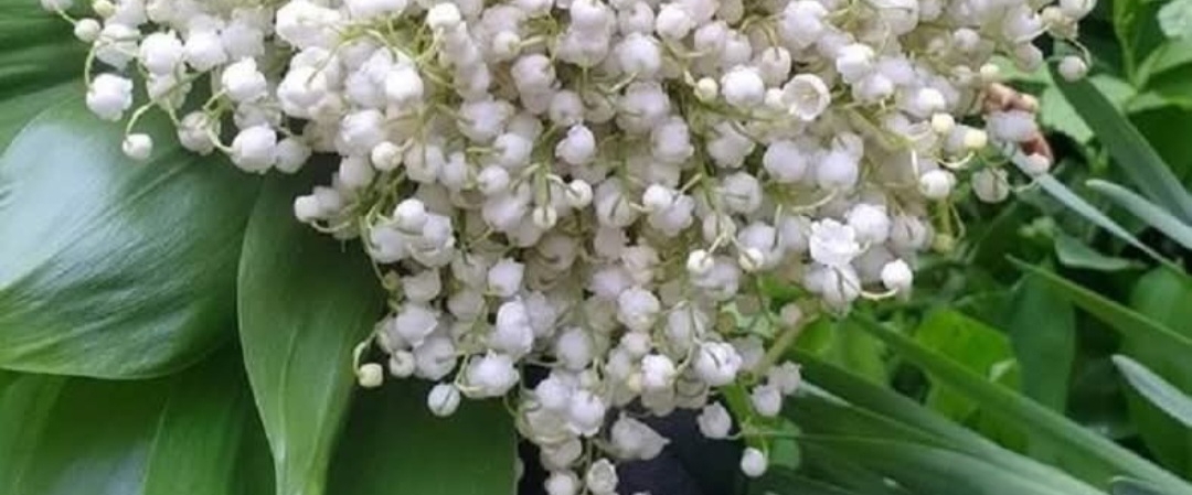 Team Normandie banner