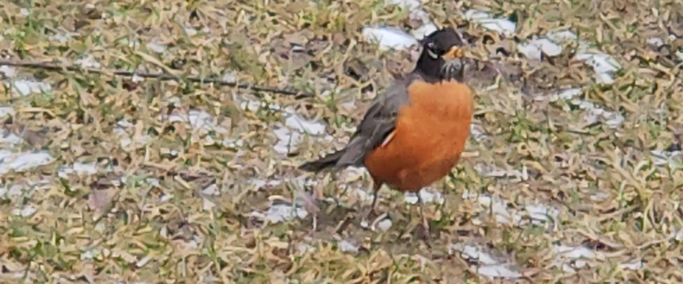 🌷MANY STEPS🌷 banner