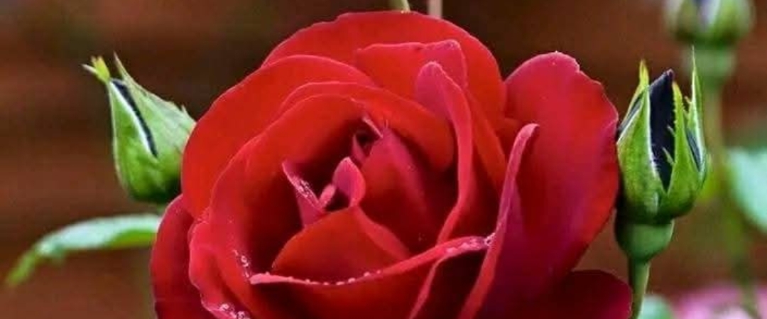 ❤️WALKS 4 HEALTH❤️ banner