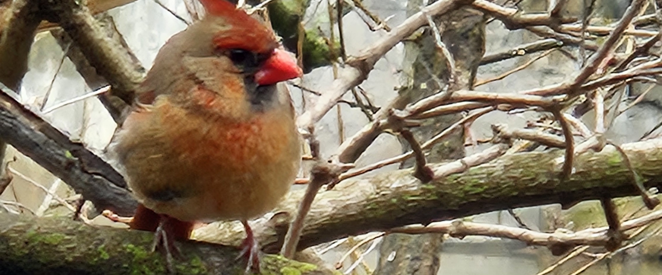 Little steps of hope banner