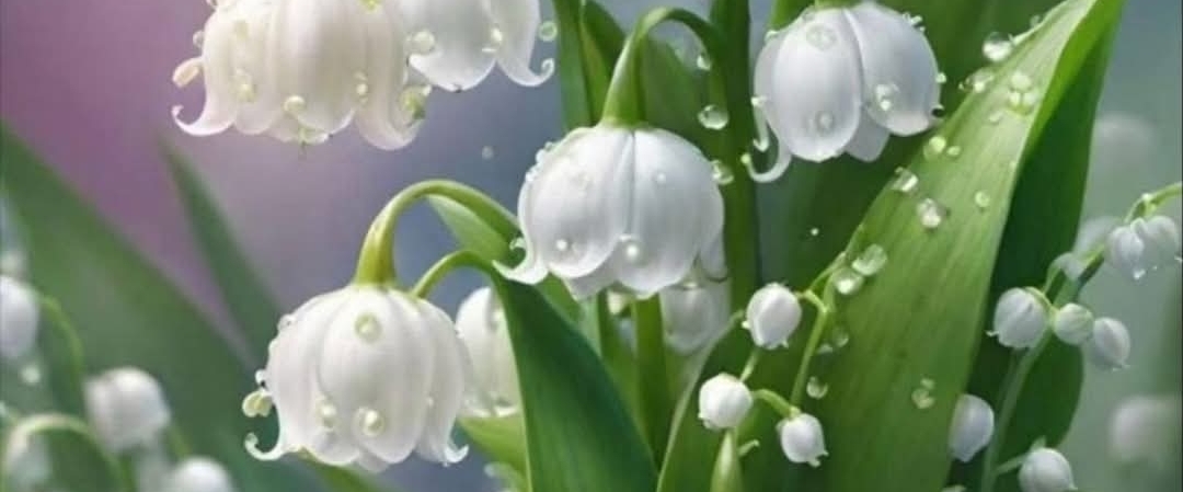 VNF SPORT DAYS banner