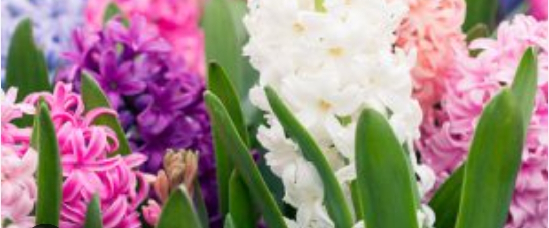 Шагаем вместе banner