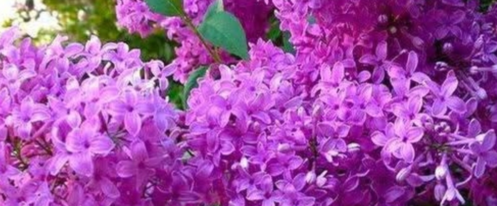 🌷SPRING STEPS🌷 banner