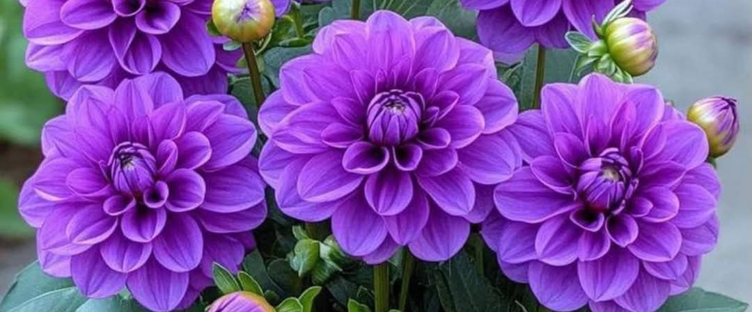 Heineken Deutschland 2025 banner