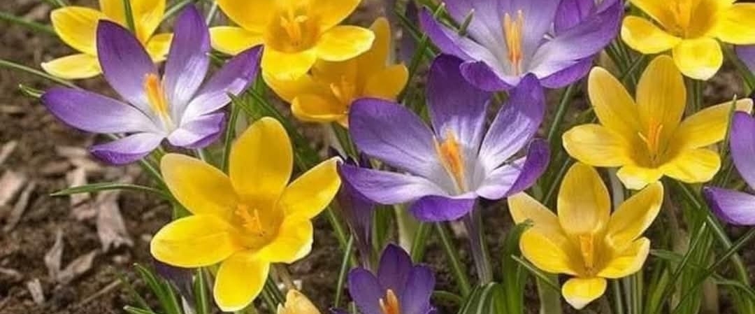 WALKING IS FUN banner