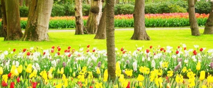 The Champions 🎽🏆🏃🏻‍♀️ banner