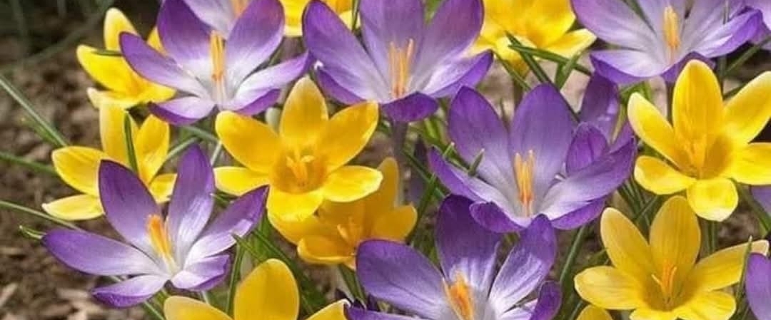 👌WALKING TO BE FIT👌 banner