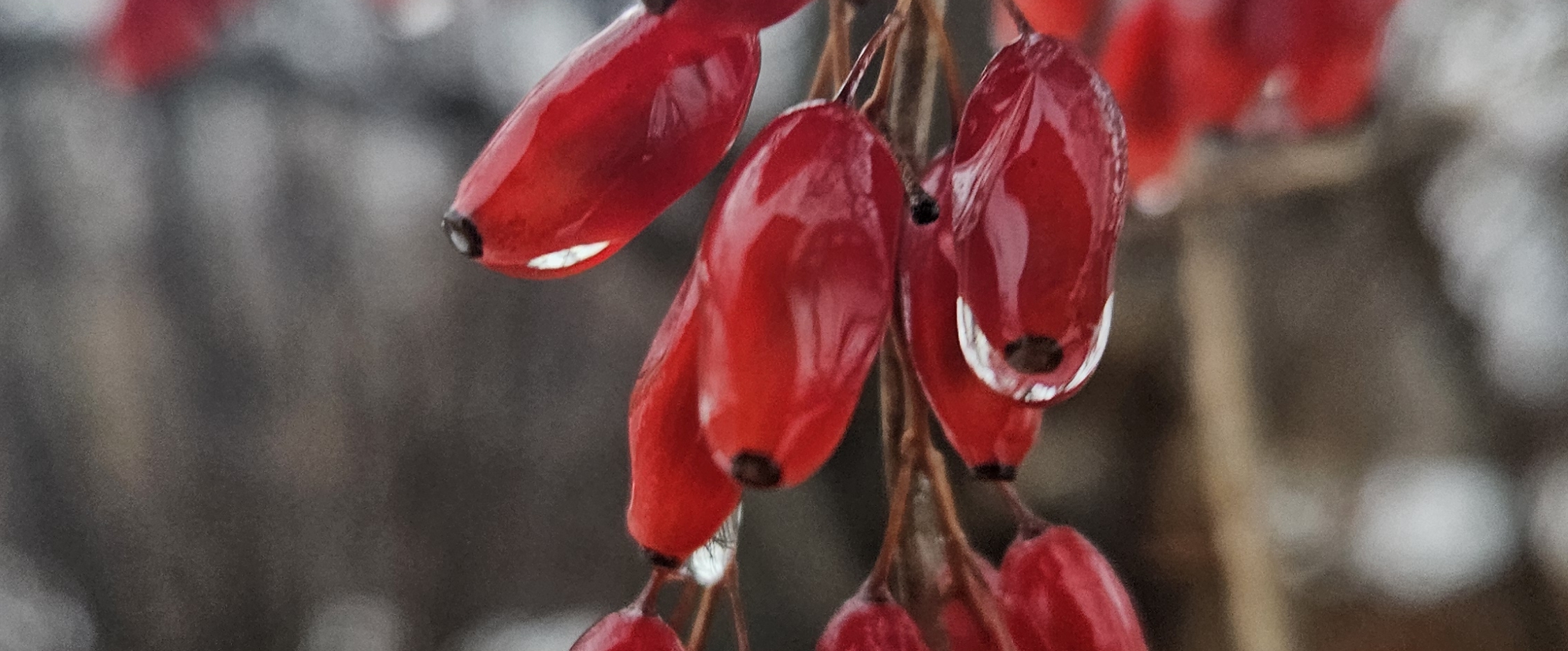 60000 Step challenge banner