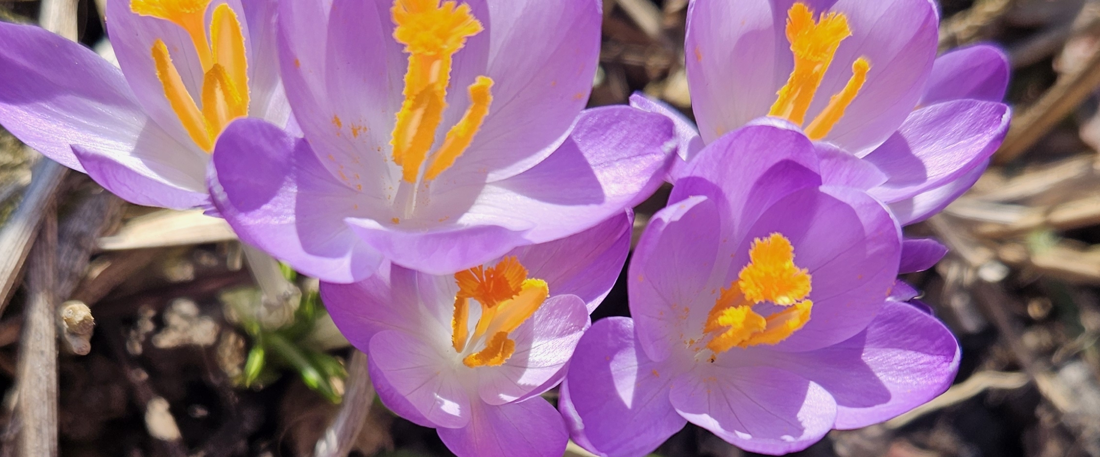 ESTONIA 🇪🇪 PACERS banner