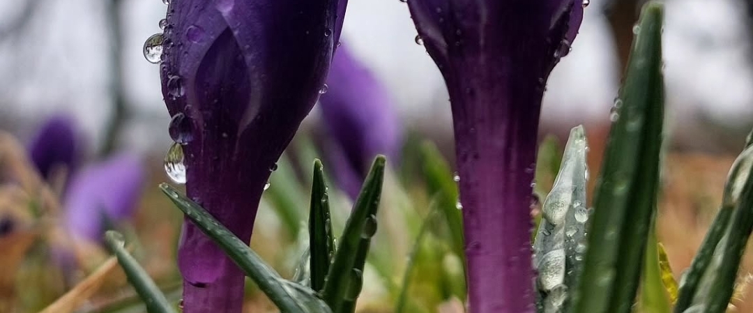 🌷SPRING STEPS🌷 banner