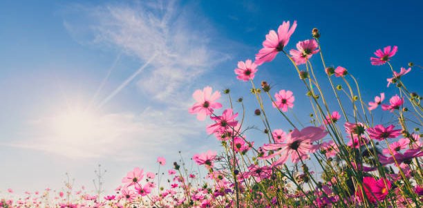 FW Step Into Spring! 🌼 banner