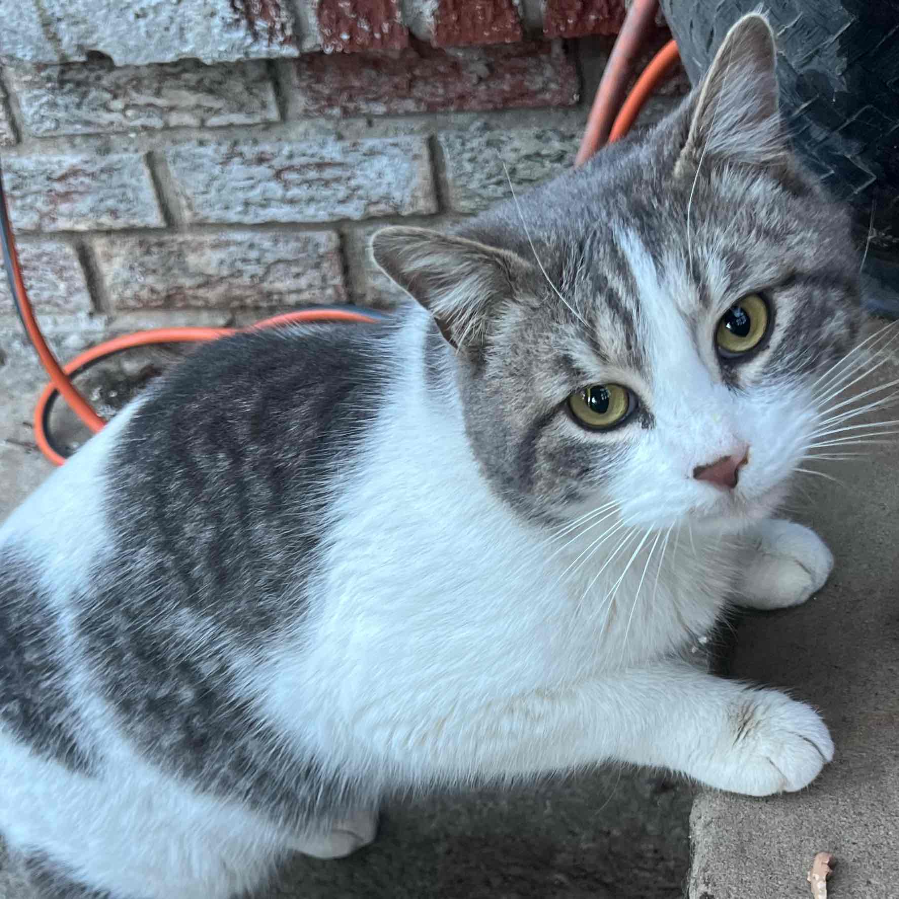 Geek Culture NJ logo