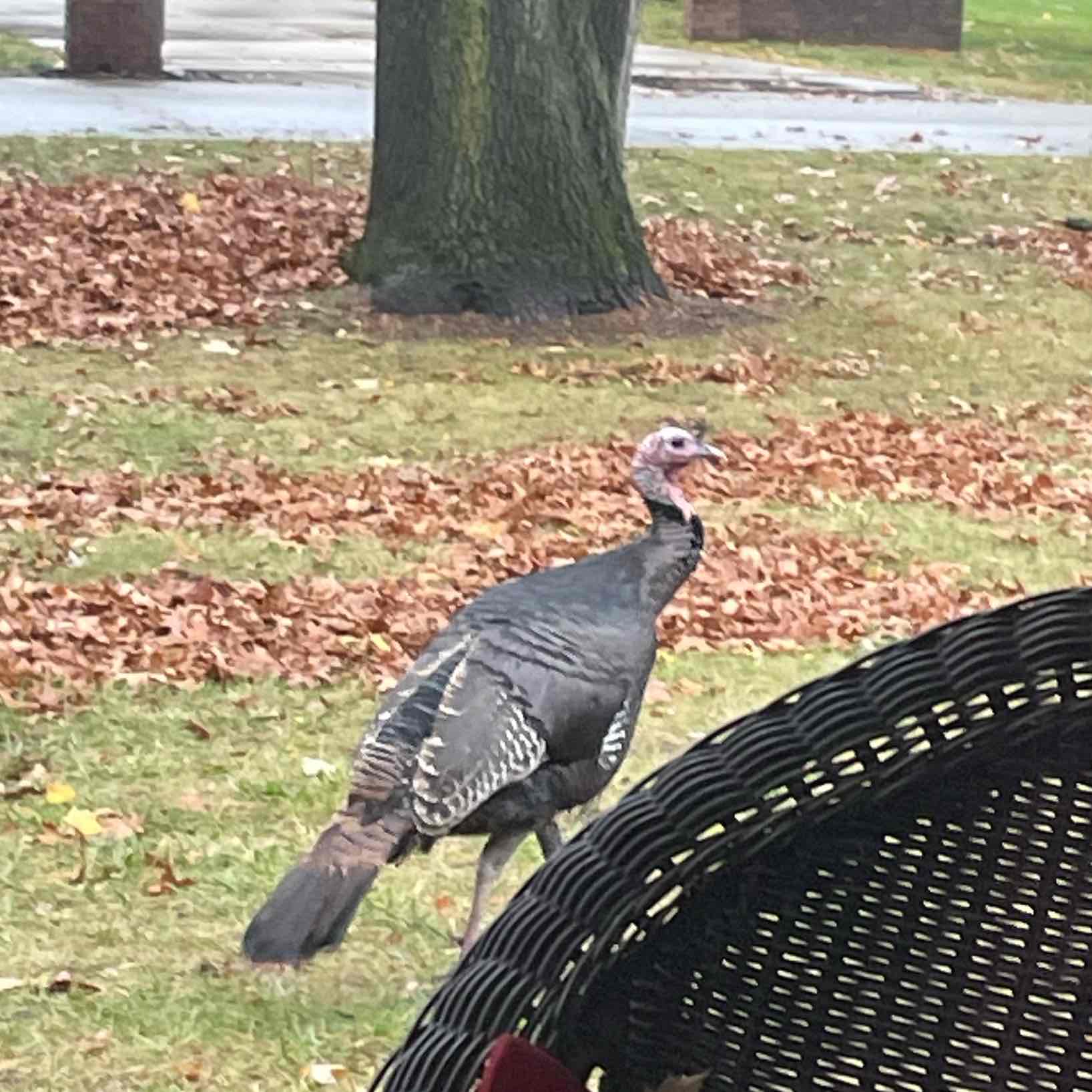I ❤️ Walking logo