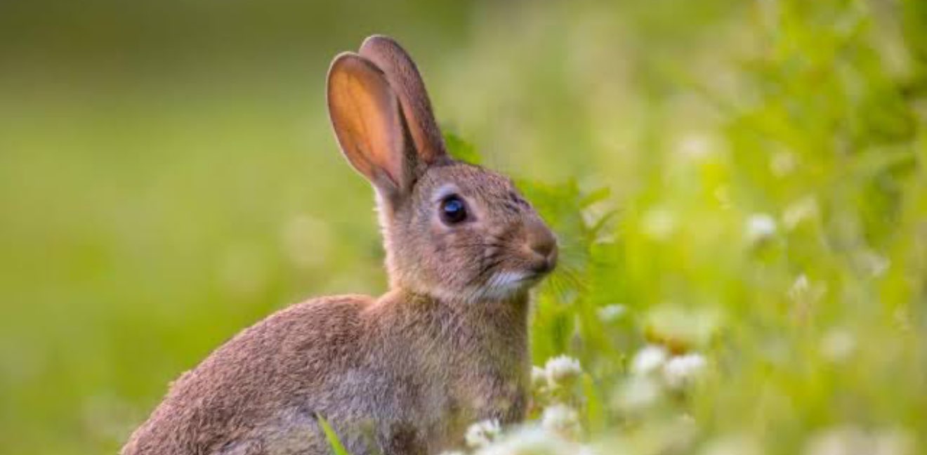 Burke House 🐰 banner