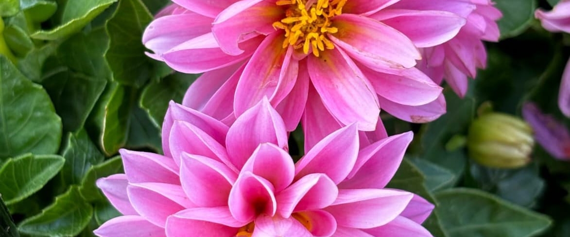 Muscle Power & Cardiofitness banner