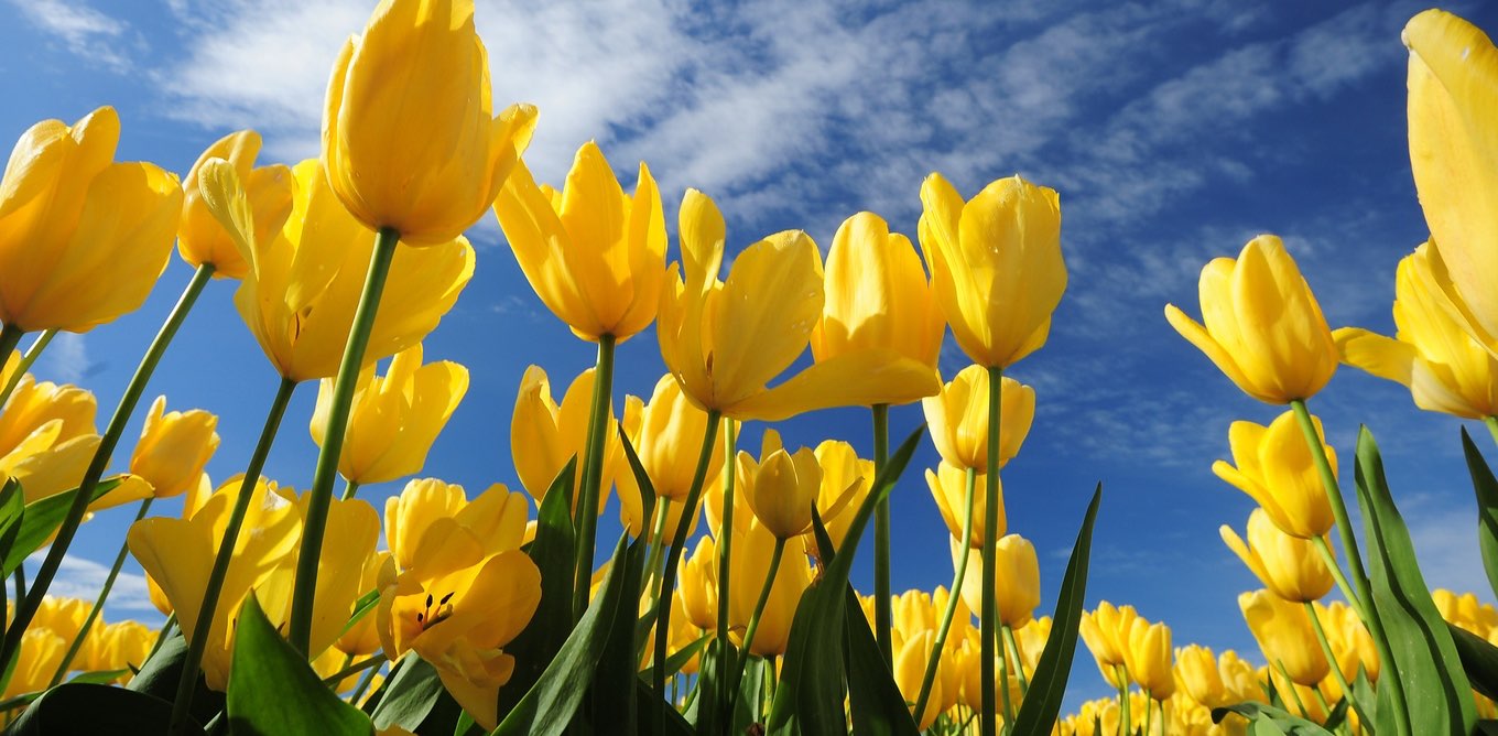 ACS - Step Challenge banner