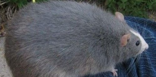 Kawaii Kat’s Rat Race banner