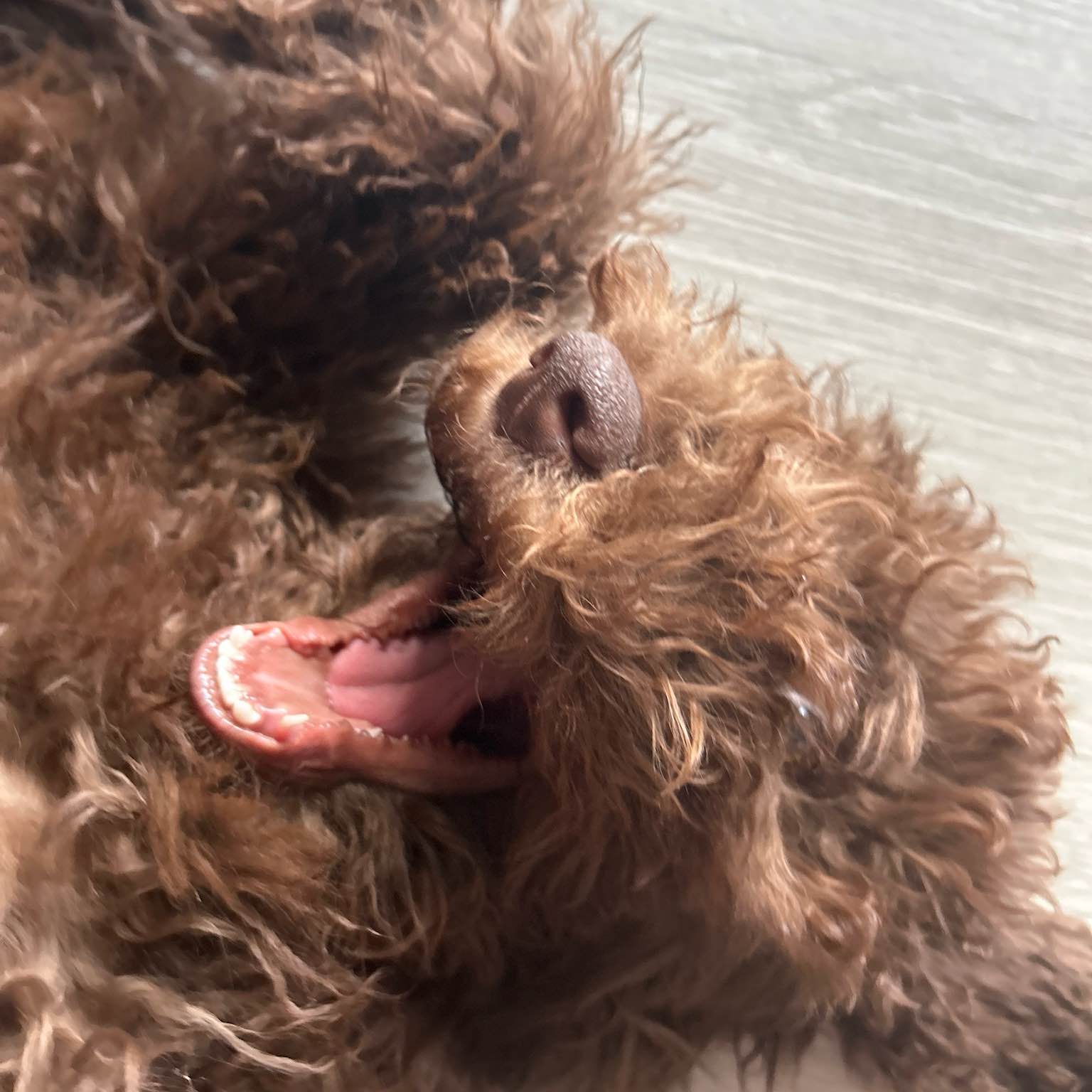 My Club And No One Elses logo