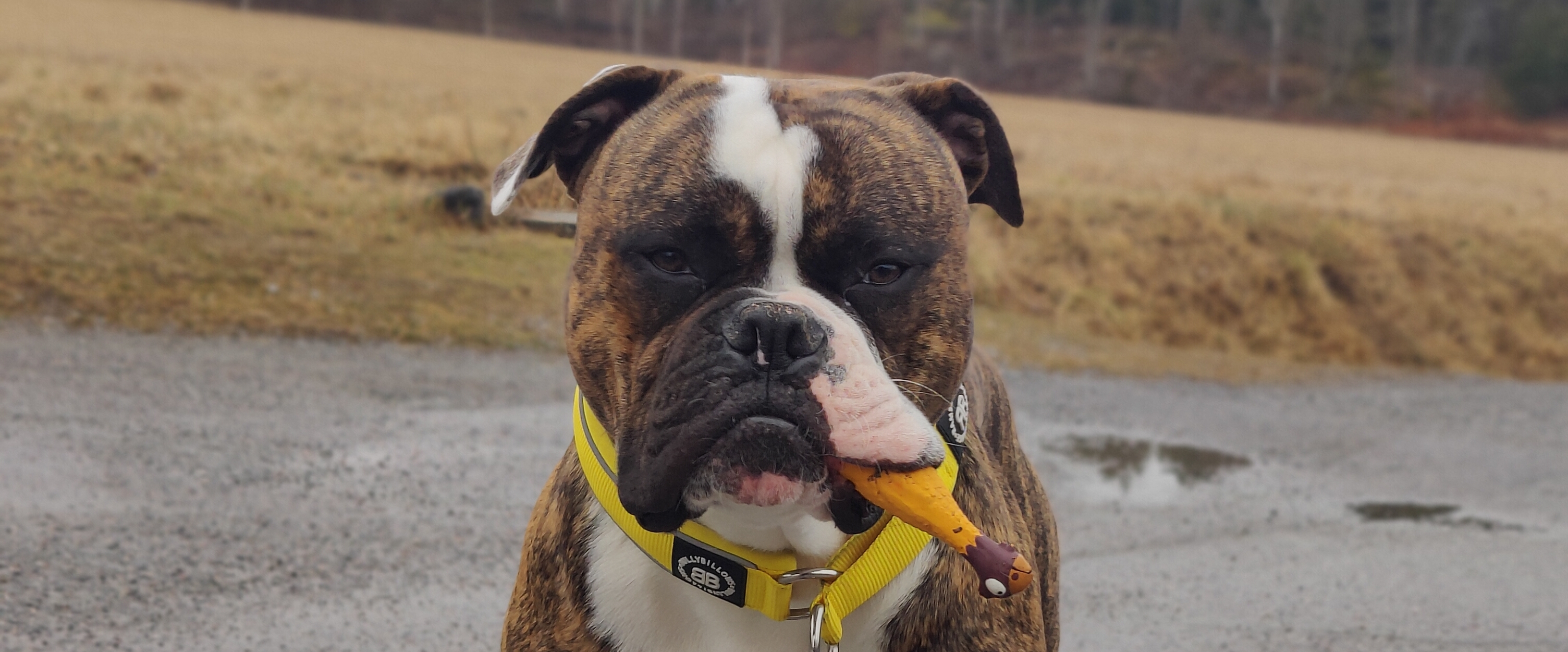 GTRS Pepp grupp banner