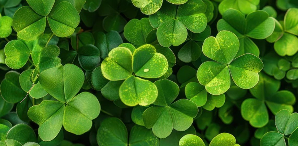 Team Shamrock banner