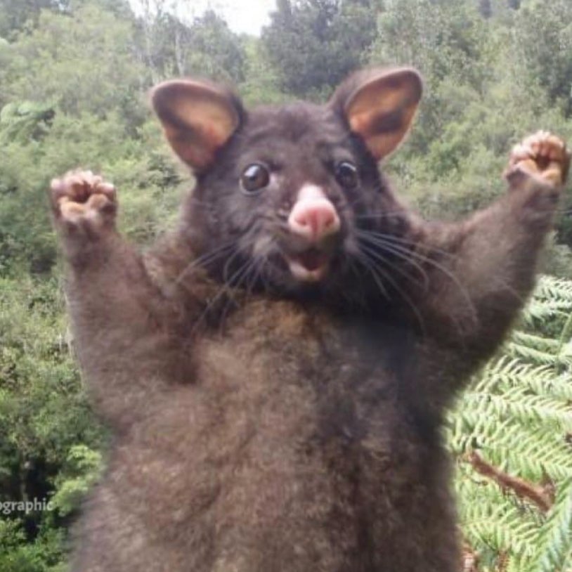 Крысиные бега logo