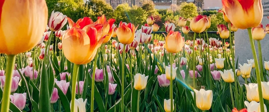 SWEDEN 🇸🇪 PACERS banner