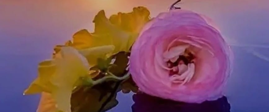 💜LOVELY WALKS💜 banner