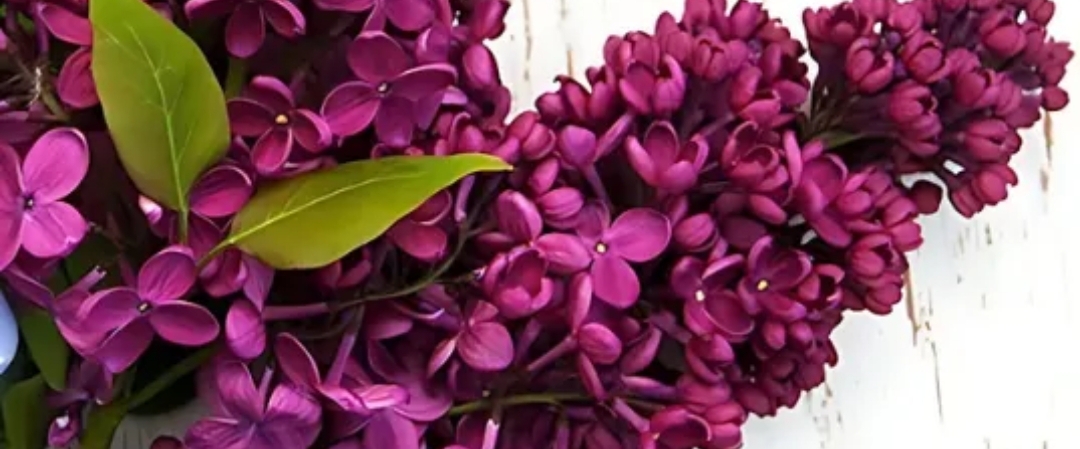 💕MAGIC STEPS💕 banner