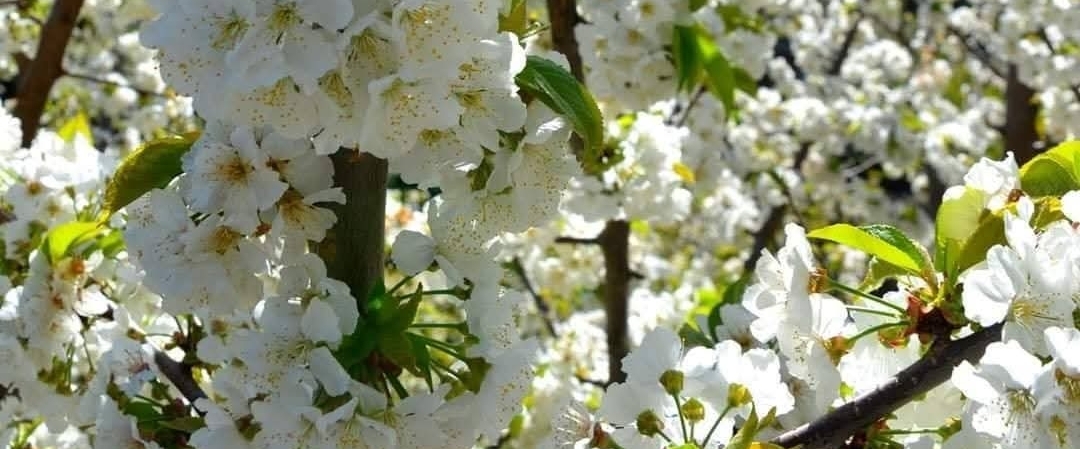 ✨️Synergy Squad Steps tracker ✨️ banner