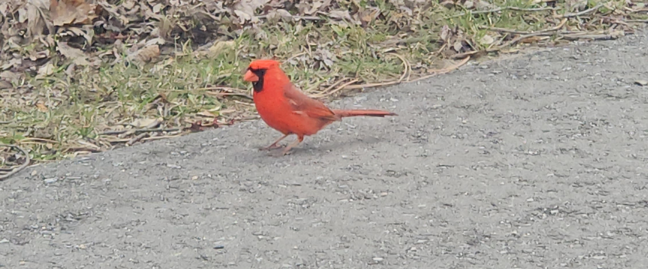 😇SPRING STEPS 😇 banner