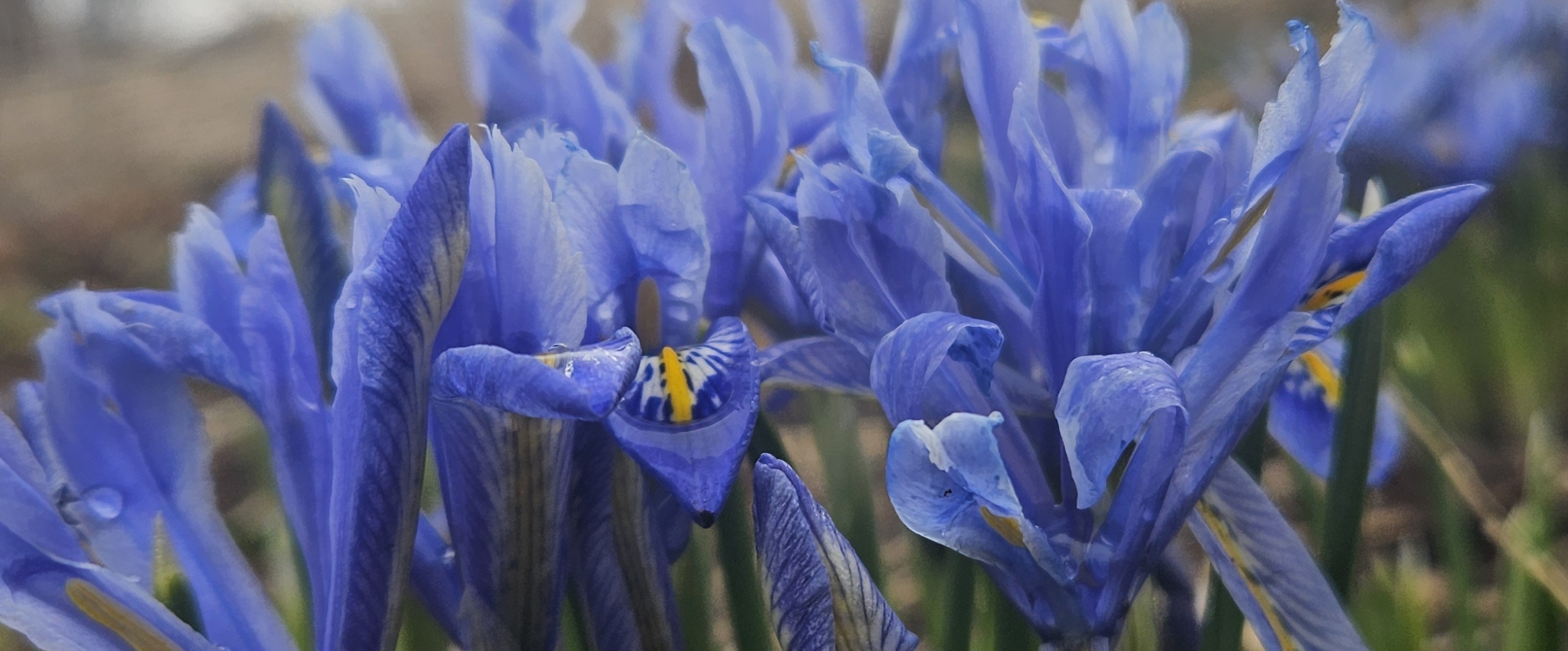 💖TINY STEPS💖 banner