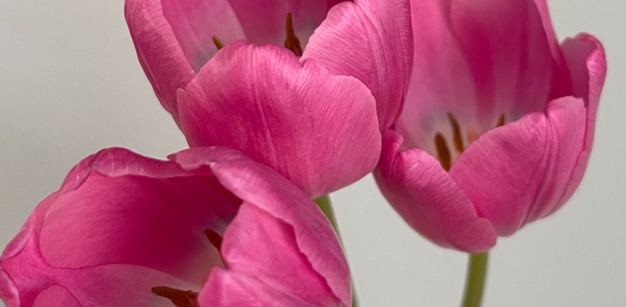 Цыденова В banner