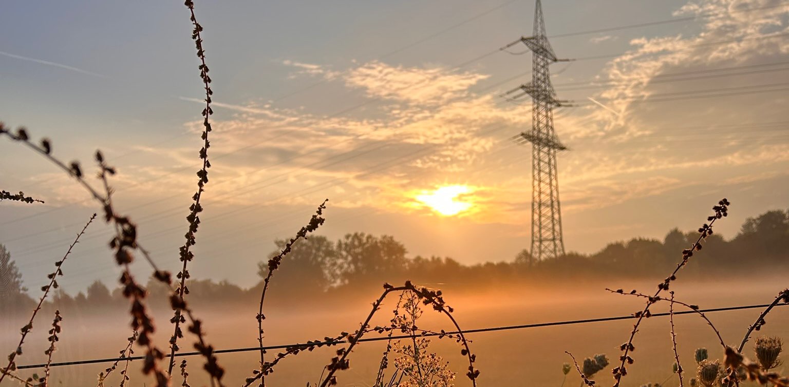 Daily Steps 🦙♥️🌸 banner