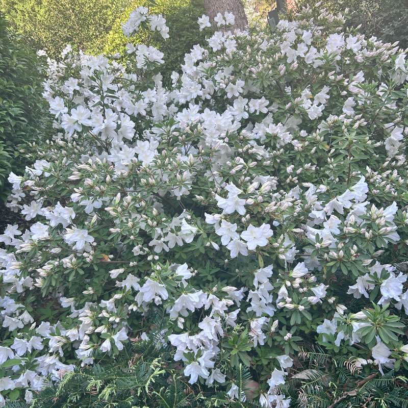 Show up for you logo