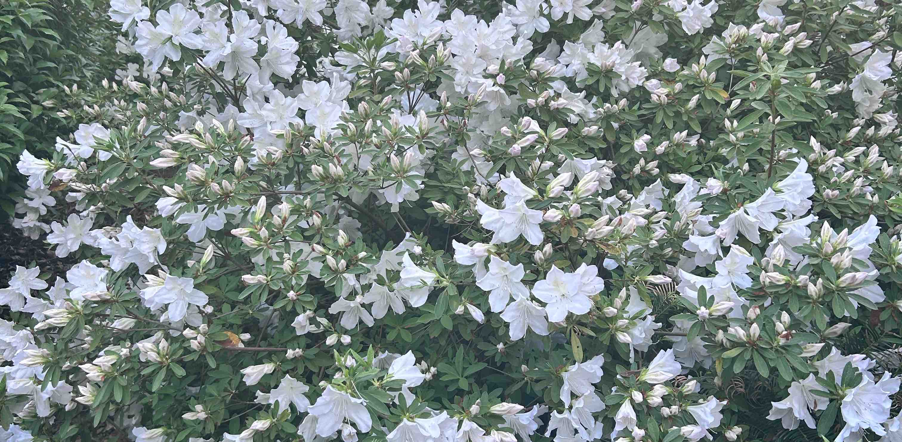 Show up for you banner