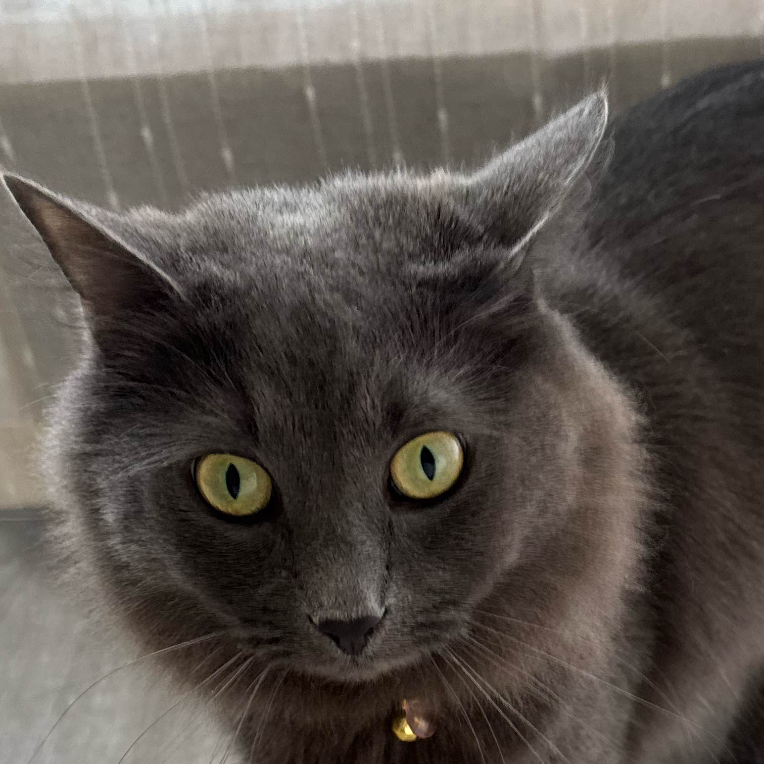 Step it Like It's Hot logo